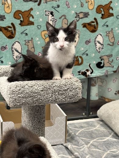 Black-and-white kitten perched on a cat tree in the PurrCon Kitten Therapy area