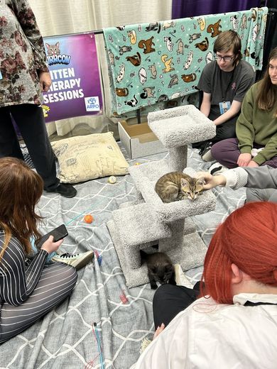 Attendees sitting with kittens in the PurrCon Kitten Therapy Sessions pen