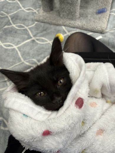 Black kitten swaddled in a polka-dot blanket