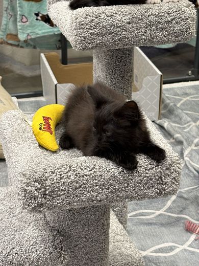 Black kitten napping on a cat tree with a yellow toy