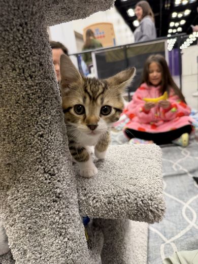 Tabby kitten peeking out from a cat tree at PurrCon
