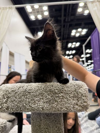 Fluffy black kitten sitting on top of a cat tree