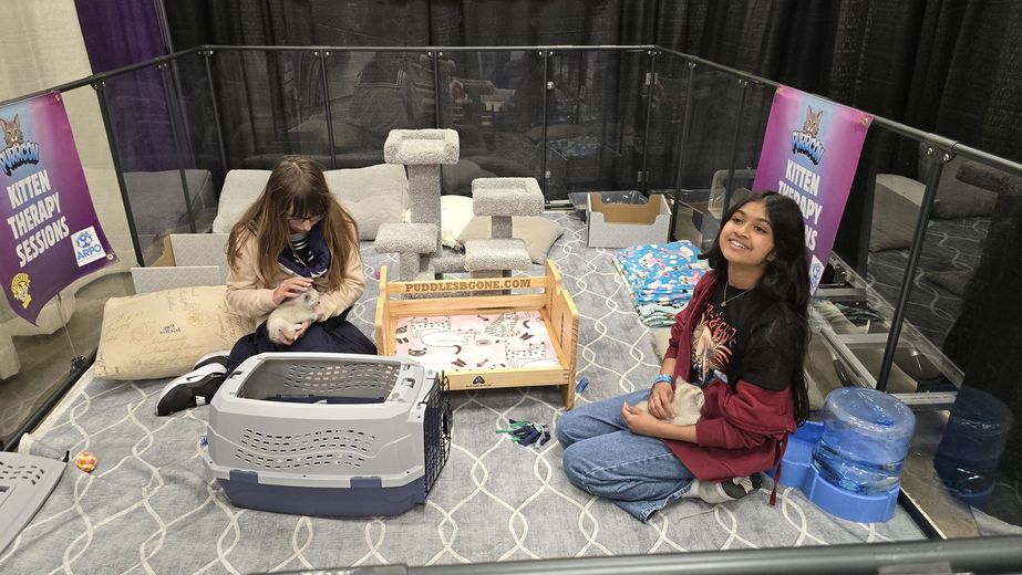 Two girls playing with kittens in the Kitten Therapy pen