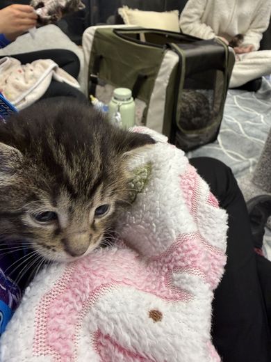 Tabby kitten snuggled in a pink blanket