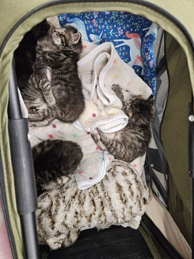 Litter of tabby kittens napping in a carrier