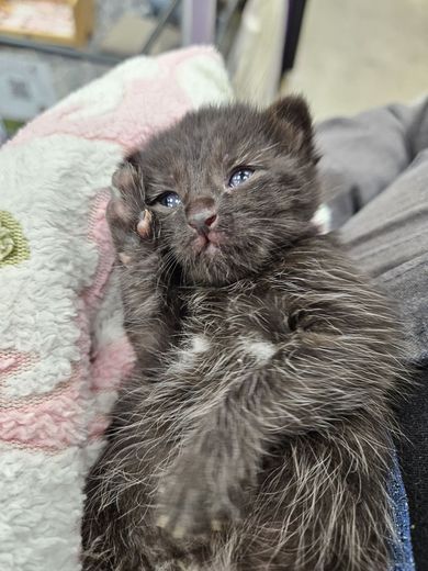 Fluffy gray kitten lying on its back