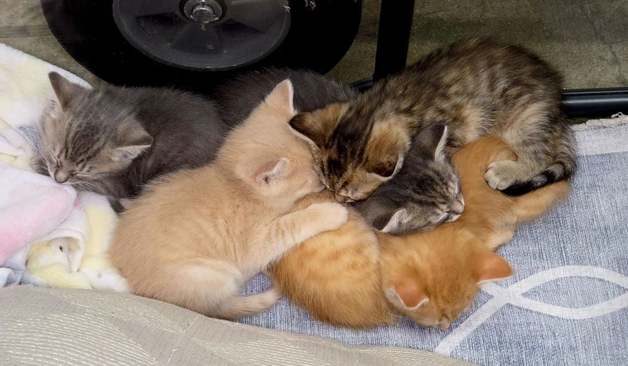 Orange and tabby kittens sleeping in a pile
