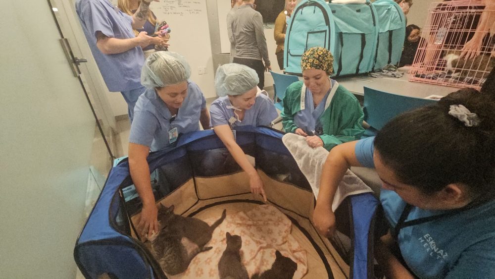 Eskenazi Health care team members in scrubs meeting kittens during a Kitten Therapy Session