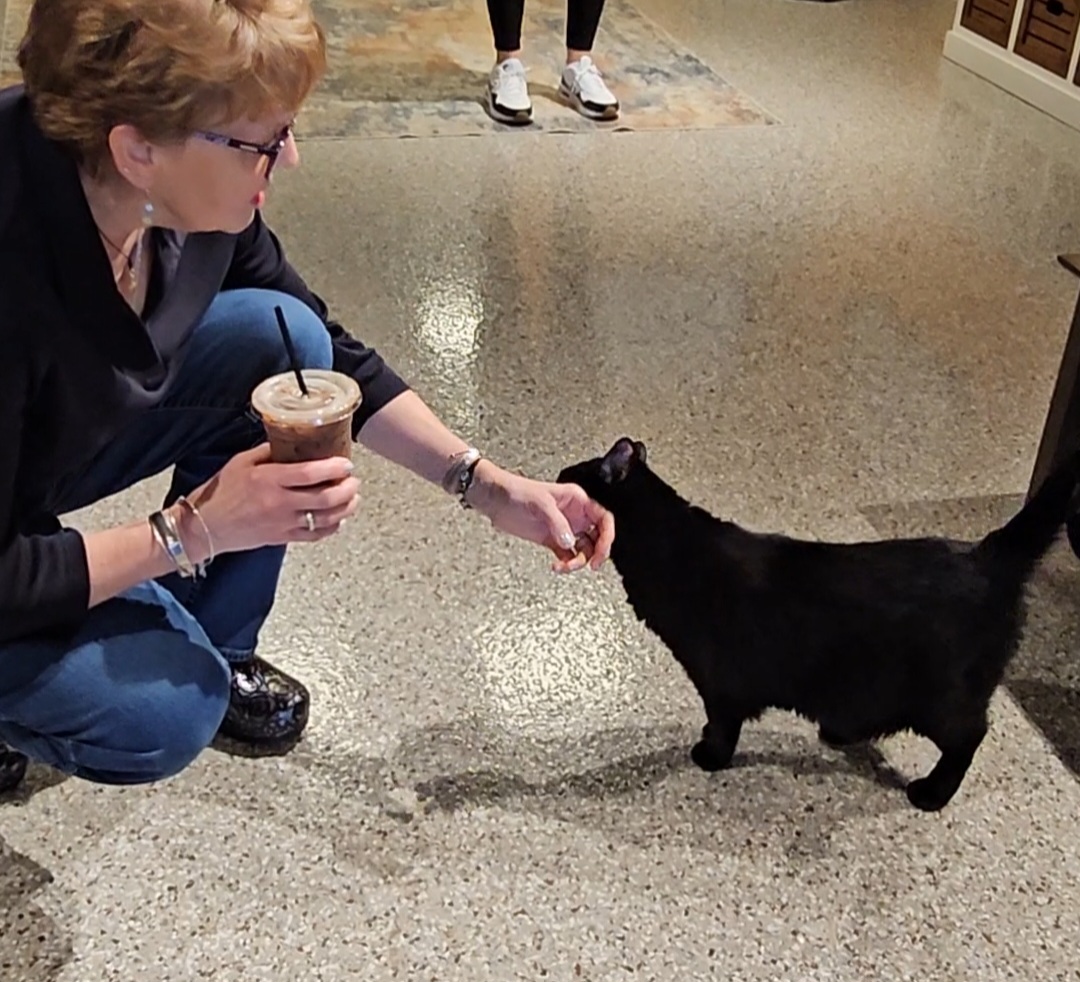 Guest connecting with a black cat at the cafe