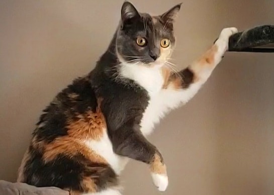 Show us your calico cats!