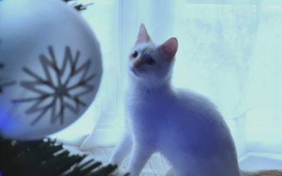 What’s stressing your cat out about the holidays will surprise you