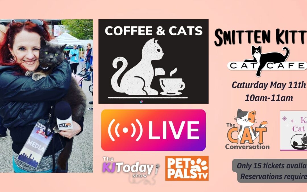 Hang out with KJ and the cats of Smitten Kitten Cat Cafe!